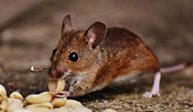 24 Hour & Emergency Exterminators in Lowpoint, IL